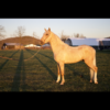 Golden Dollar
