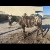 Poncho - Image 6