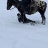 Poncho - Image 4