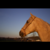 Golden Dollar - Image 4